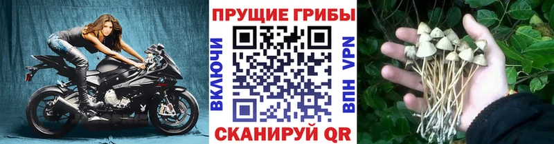 где купить   ссылка на мегу ТОР  Псилоцибиновые грибы MAGIC MUSHROOMS  Полярный 